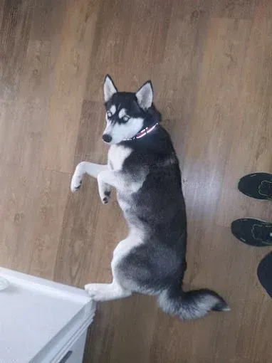 Husky dog with blue eyes, lying on its back with one paw raised, on a wooden floor.