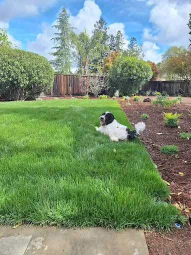Dog lying on green grass next to a garden bed, with blue sky and trees in the background.
