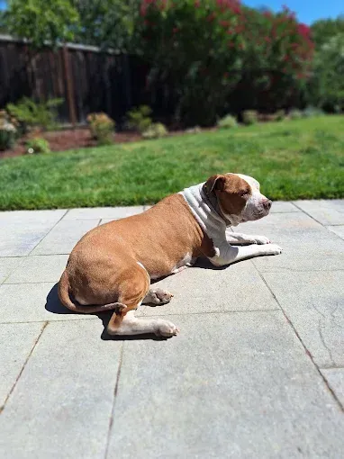 Tan and white dog sunbathing on a patio on a sunny day.