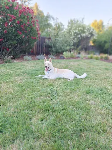 White dog lying in a grassy yard with a red flowering bush.