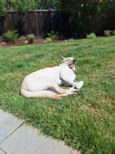 Cream-colored dog relaxing on green grass in the sunlight, with a wooden fence and trees in the background.