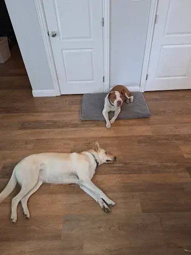 Two dogs rest in a home. One white dog lies on the floor. A brown and white dog lies on a mat.