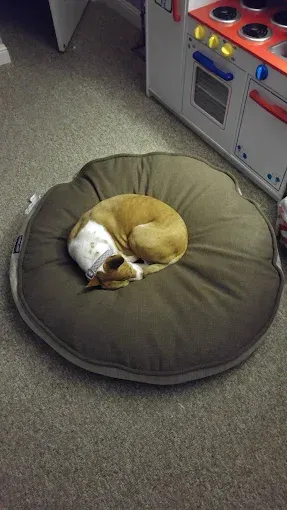 Dog curled up asleep on a round brown pet bed.