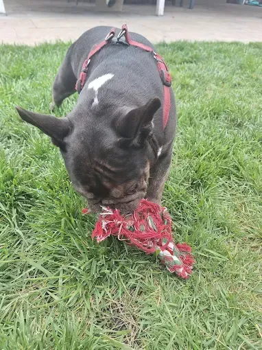 French bulldog on grass, chewing a red rope toy, wearing a red harness.
