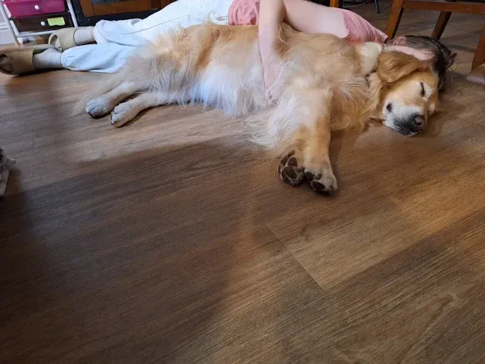 Golden retriever dog lying on floor, being petted by a person.