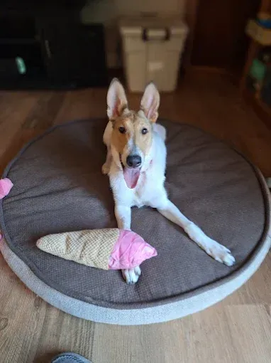 Dog with tan and white fur lies on a bed, tongue out, with a toy.