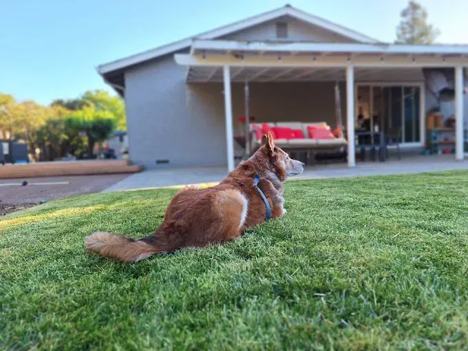 Dog resting on green grass in front of a house with a covered patio, under a clear blue sky.