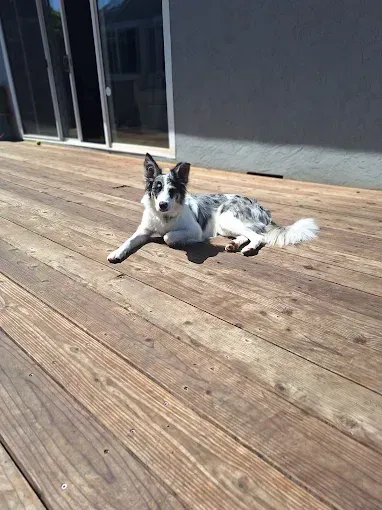 Dog with blue eyes and speckled fur resting on a wooden deck in the sunlight.
