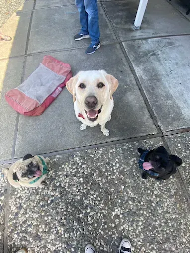 Four dogs looking up: yellow lab smiles, pug with green collar, black dog, dog bed. Person stands nearby.