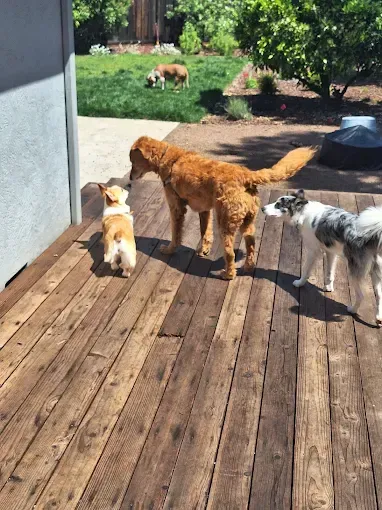 Three dogs on a wooden deck, a corgi, golden doodle and border collie. Another dog in the background on the grass.
