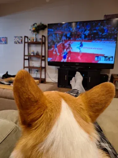 Corgi watching a basketball game on TV from a couch.