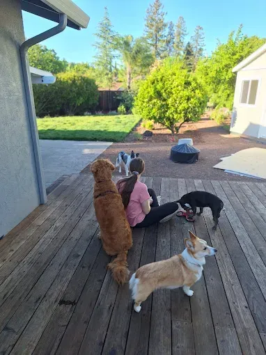 Person surrounded by four dogs on a wooden deck; sunny backyard setting.