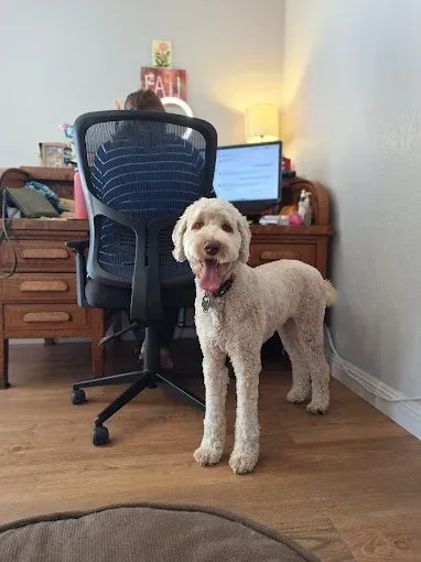 A fluffy white dog with tongue out smiles, standing near a person working at a wooden desk with a computer.