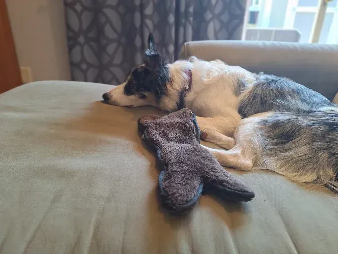 Dog with black and white fur rests on a couch next to a brown toy.