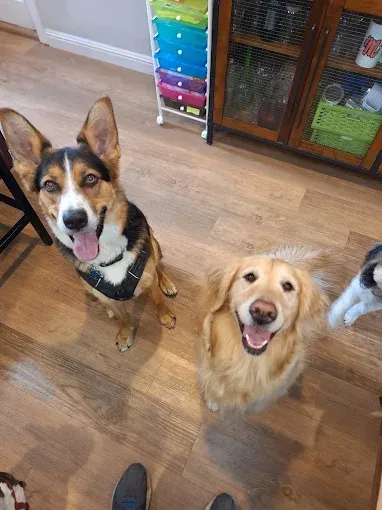 Two dogs sit looking up; a corgi, wearing a harness, and a golden retriever with open mouths.