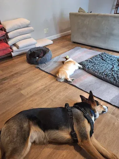 Three dogs resting indoors; a large dog on the floor, a corgi on a rug, and a small dog in a bed.