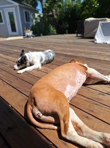 Two dogs relax on a wooden deck in the sun. One is brown, the other is black and white.