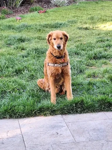 Golden retriever sitting on green grass, wearing a brown harness, looking forward.