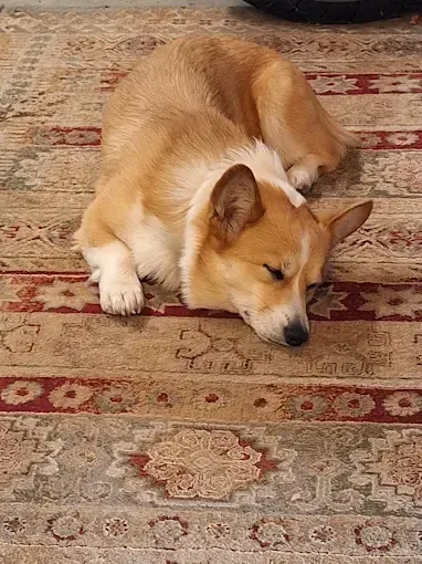 Corgi dog sleeping on patterned rug, light brown and white fur.