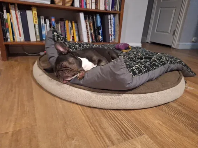 French bulldog sleeping in a bed, with a bookshelf in the background.