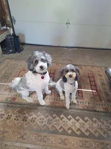 Two small dogs with grey and white fur sit on a rug in a garage, looking at the camera.