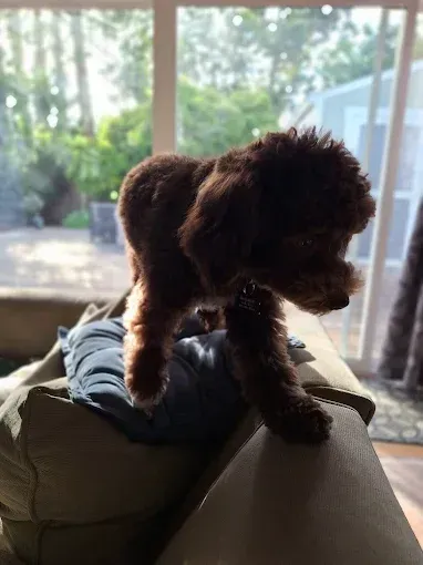 Brown dog standing on a sofa, looking towards a sunny window.