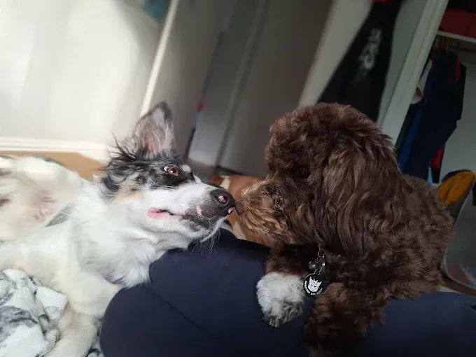 Two dogs interacting: one spotted, one brown, both with paws on lap.