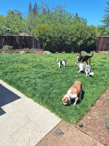 Five dogs playing in a grassy backyard on a sunny day.
