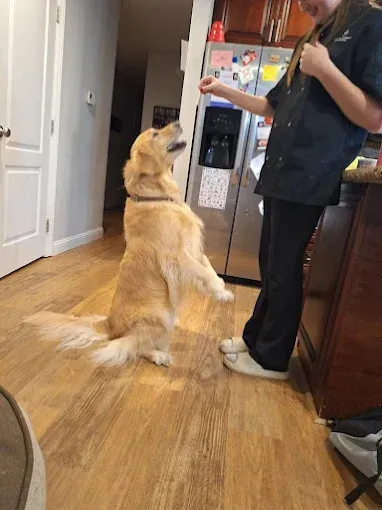 Golden retriever sits up, anticipating a treat from a person in a kitchen.