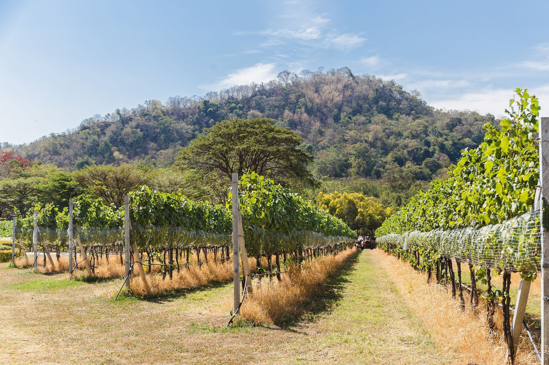 A vineyard with a mountain in the background on a sunny day.