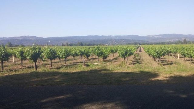 A vineyard with mountains in the background on a sunny day