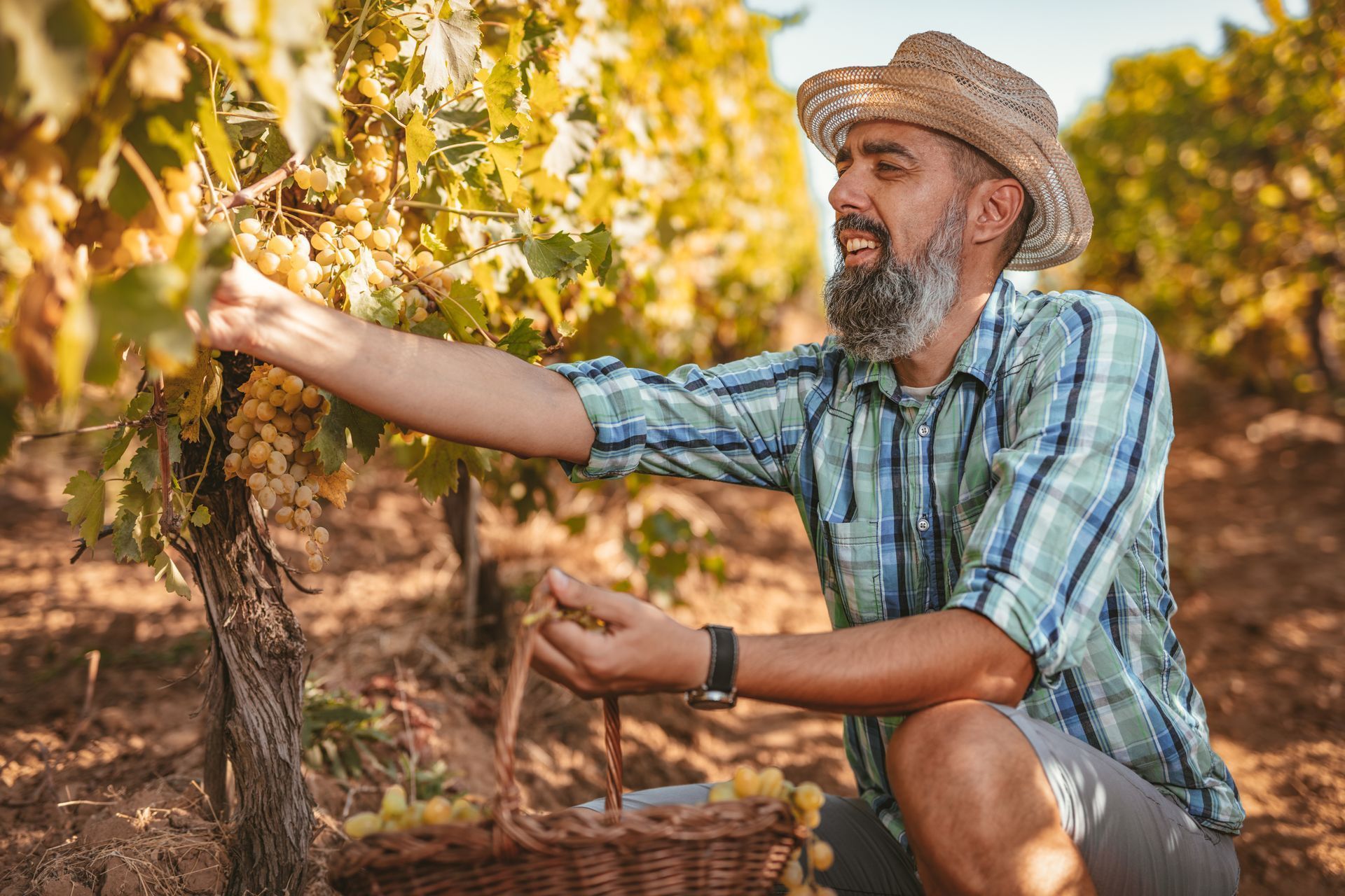 A man is picking grapes from a vine in a vineyard.