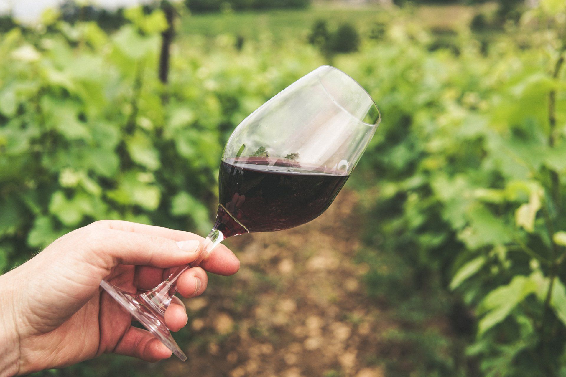 A person is holding a glass of red wine in front of a vineyard.
