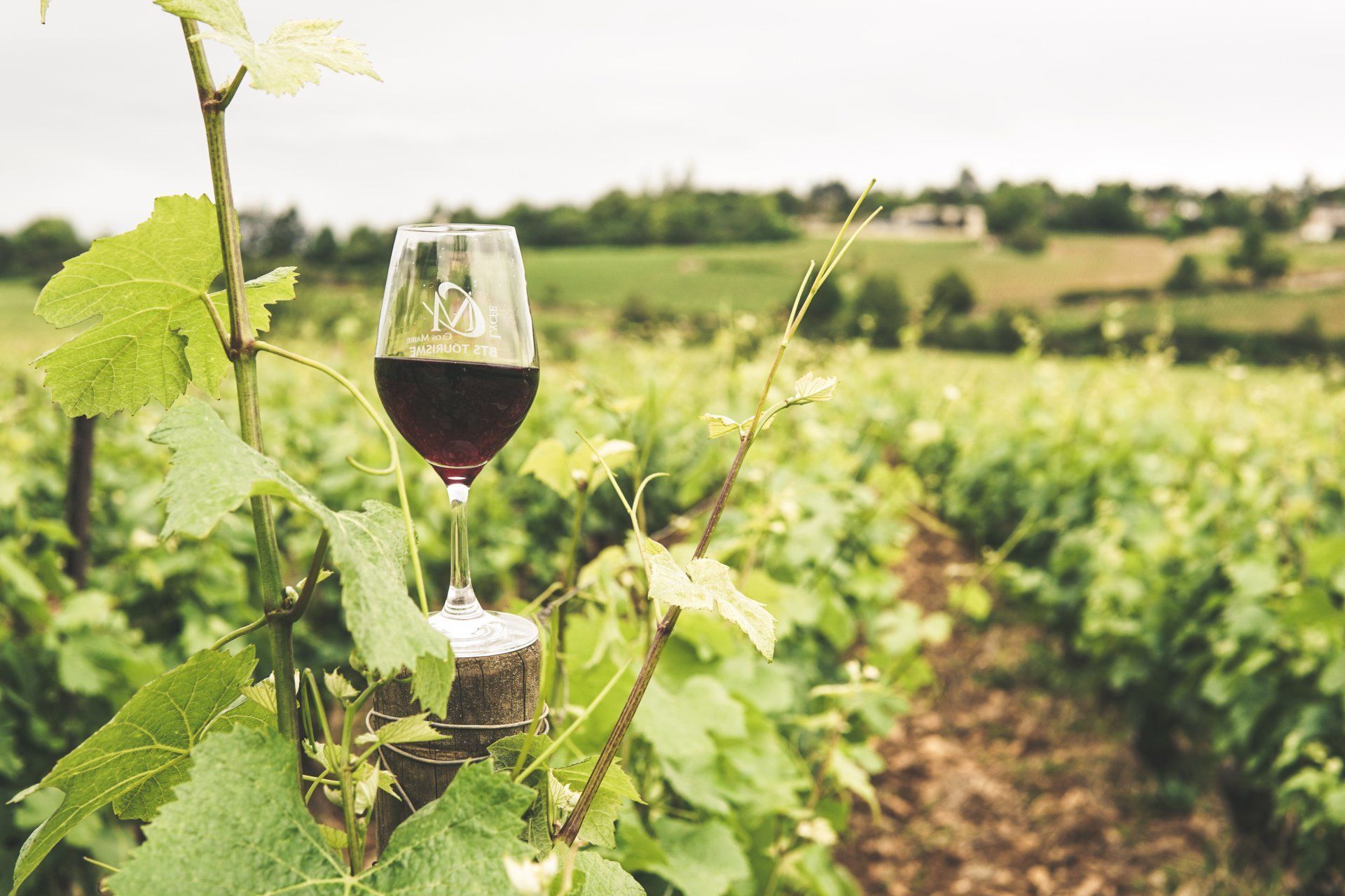 A glass of red wine is sitting on a vine in a vineyard.