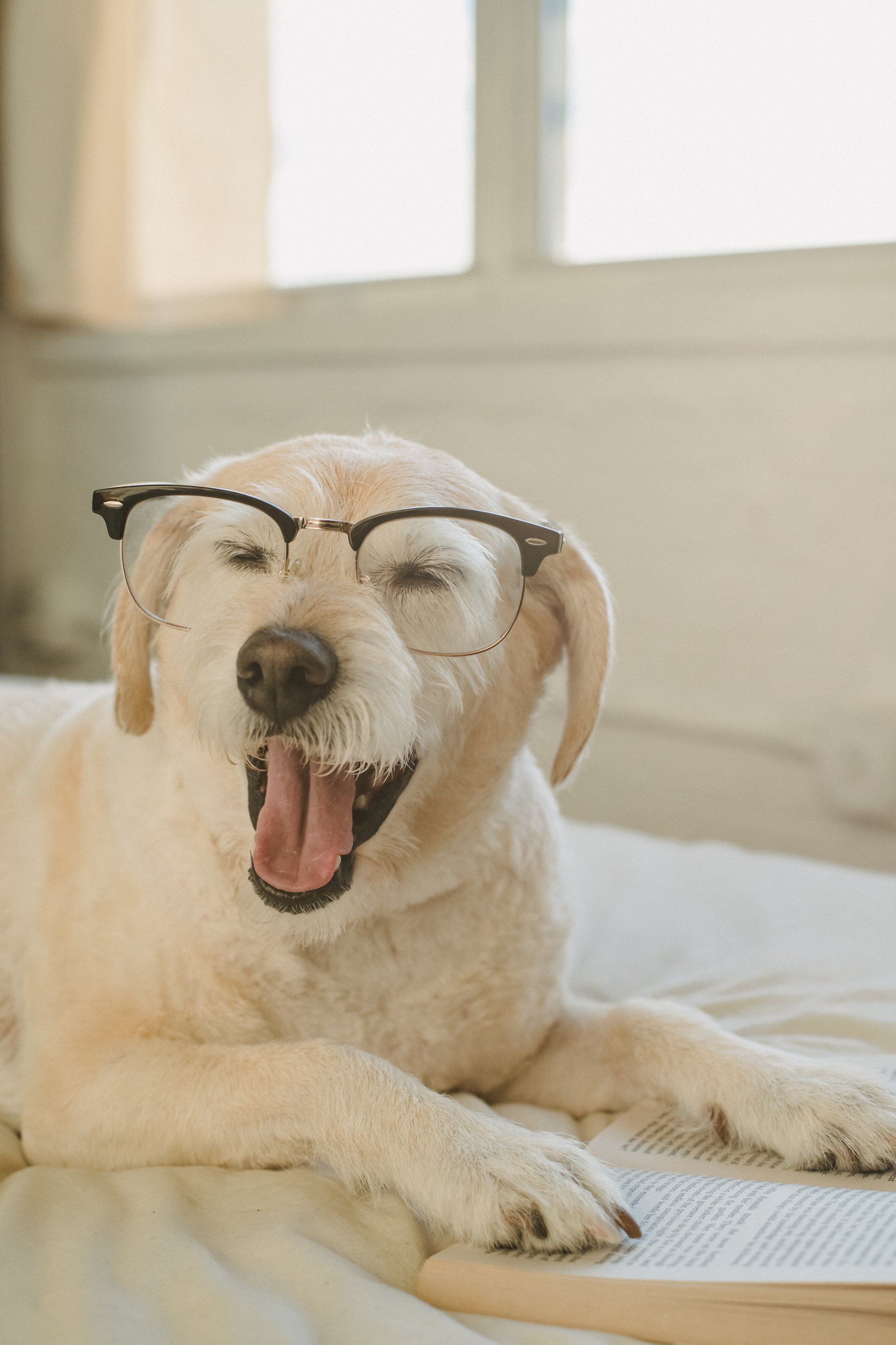 A dog wearing glasses is laying on a bed next to a book.