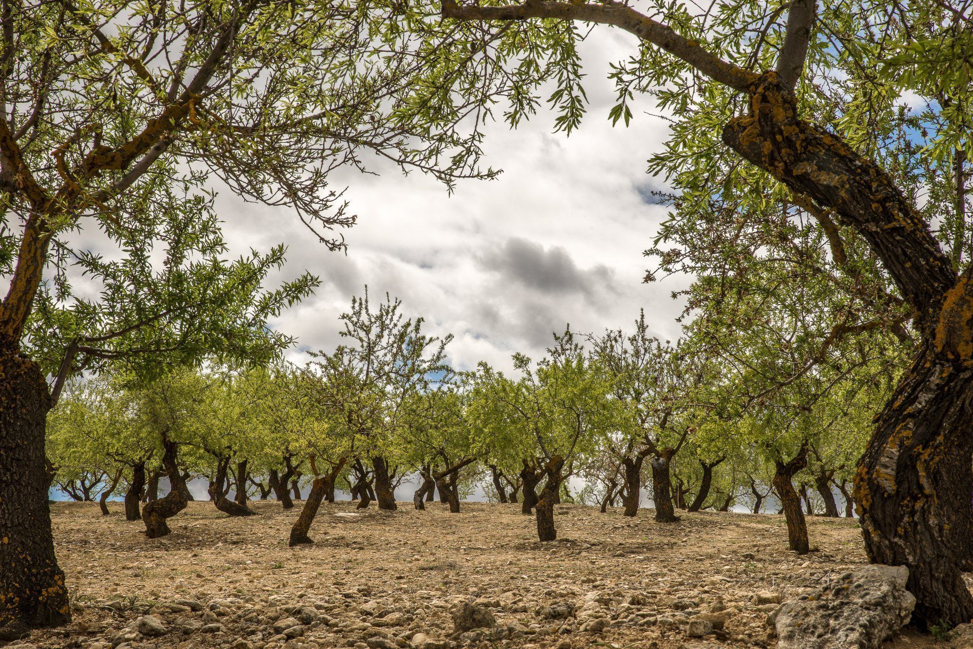 A row of trees in a field with a cloudy sky in the background.