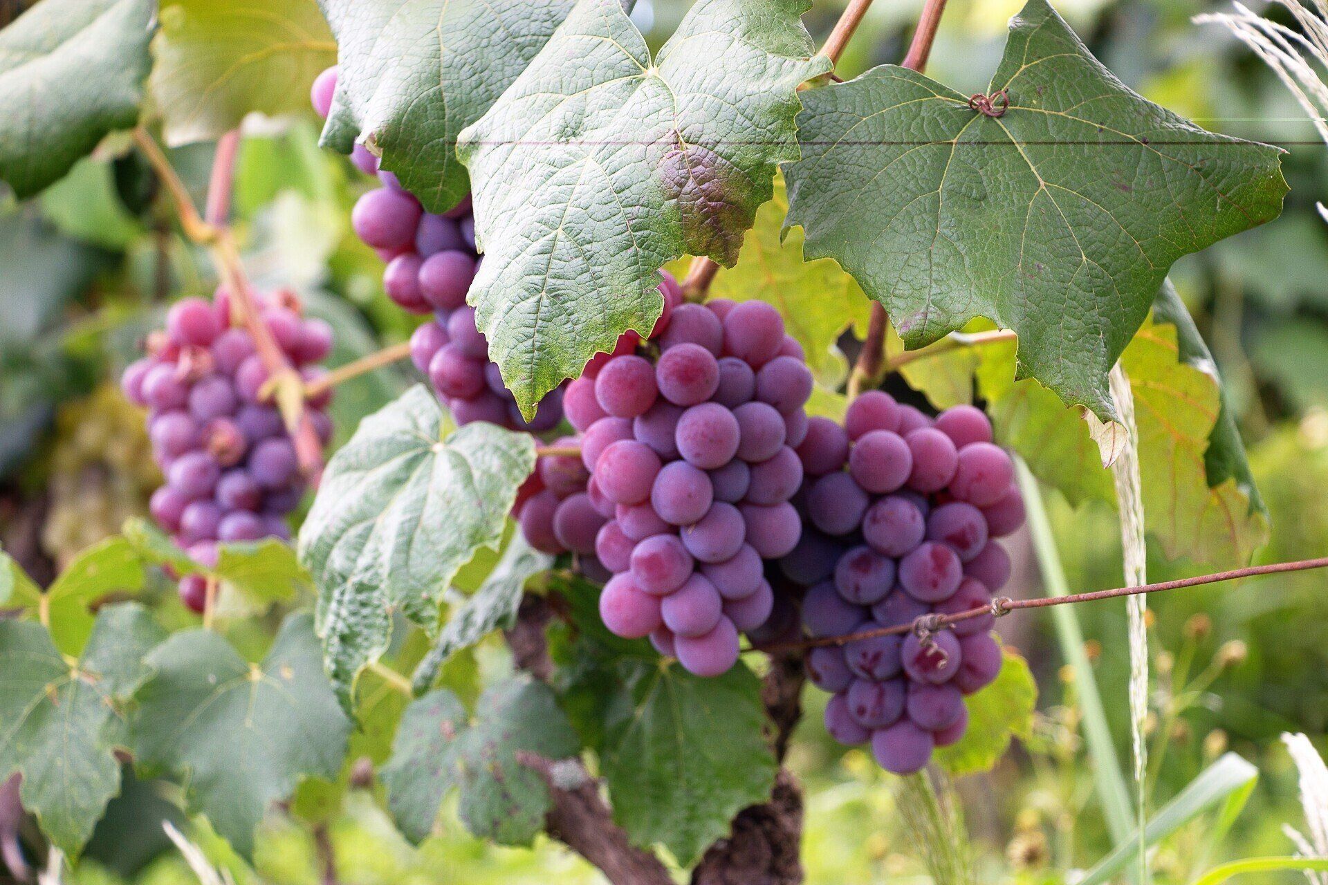 A bunch of purple grapes are growing on a vine.