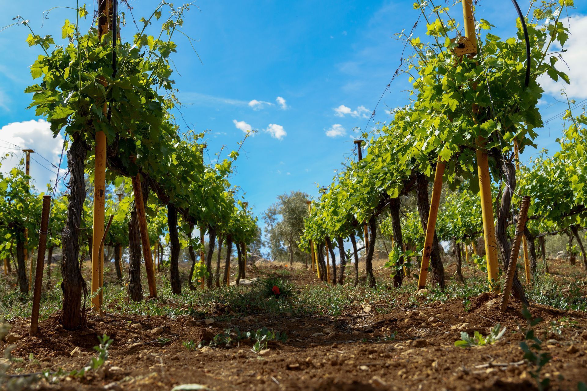 A row of vines growing in a field with a blue sky in the background.