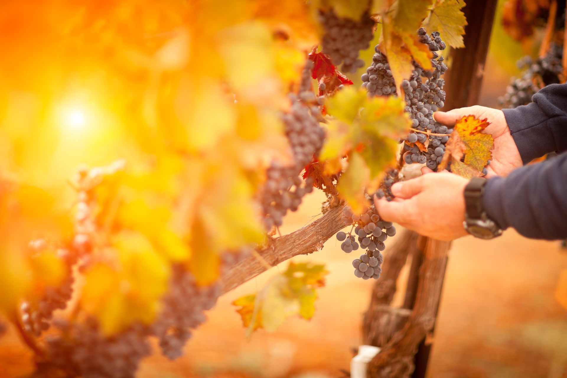 A person is picking grapes from a vine in a vineyard.