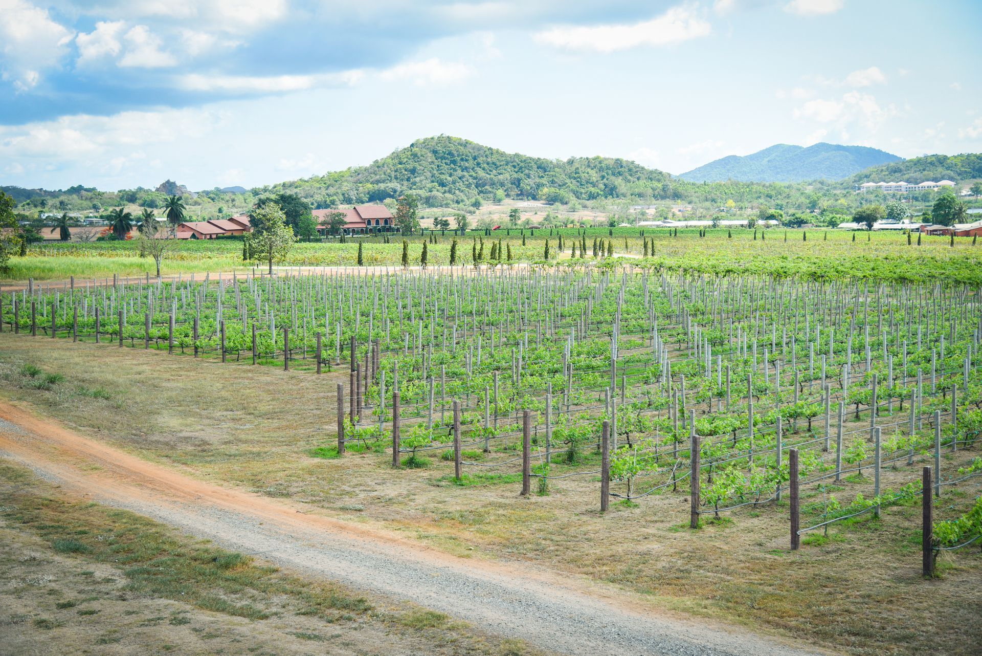 A vineyard with a dirt road going through it and mountains in the background.