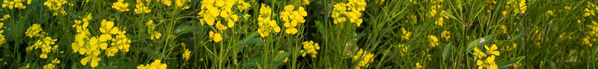 a field of mustard flowers