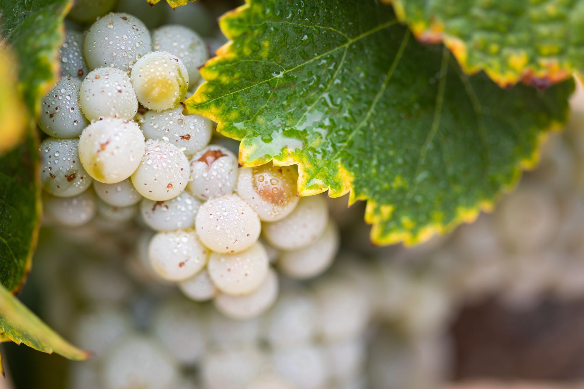 A bunch of white grapes hanging from a vine with green leaves.