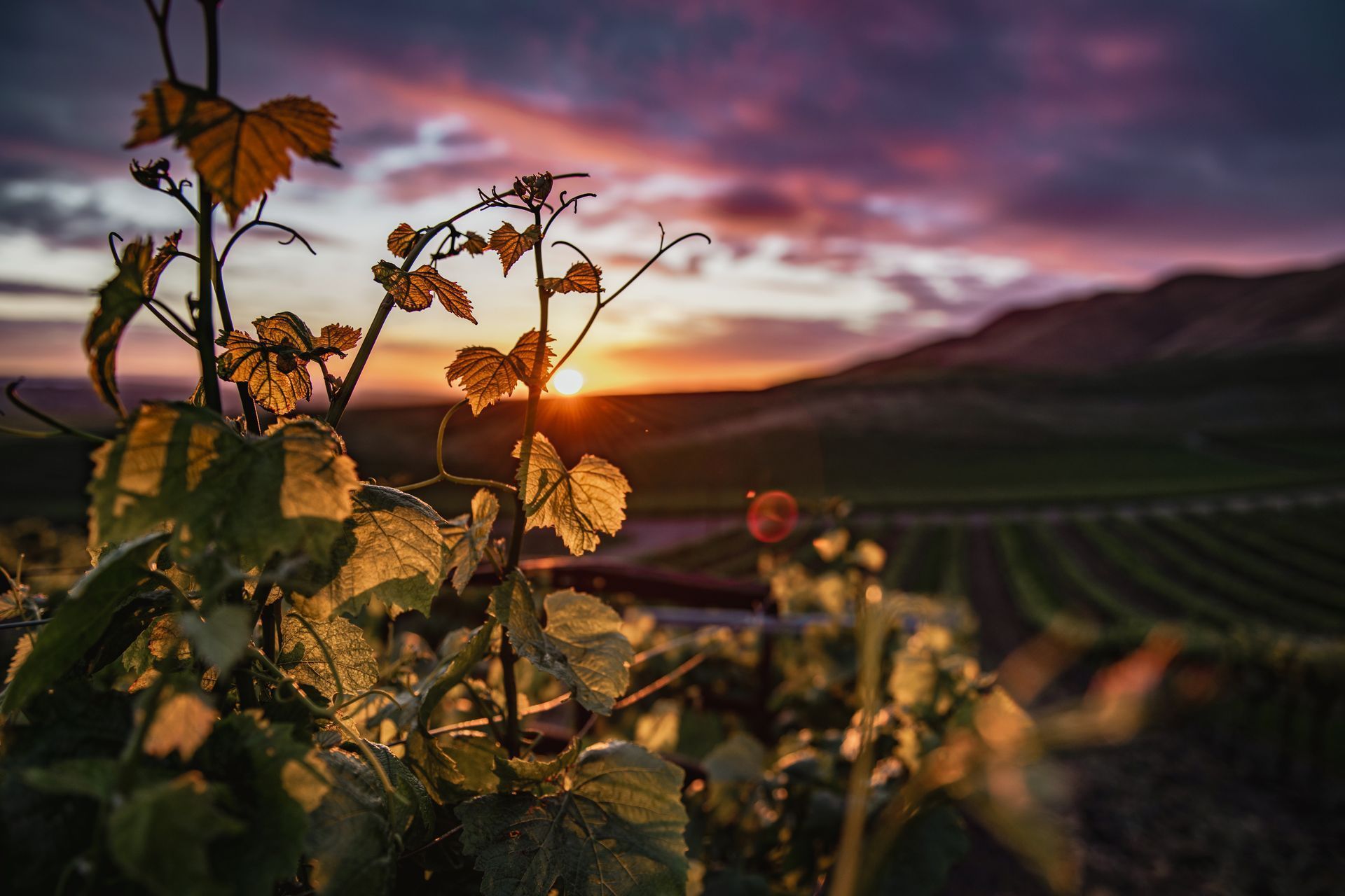 A vineyard with a sunset in the background and a plant in the foreground.
