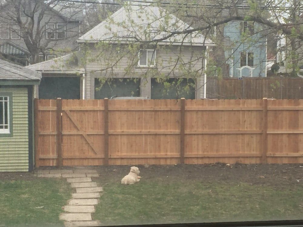 Dog in Front of the Fence — Maywood, IL — Anaya and Sons Fence Company