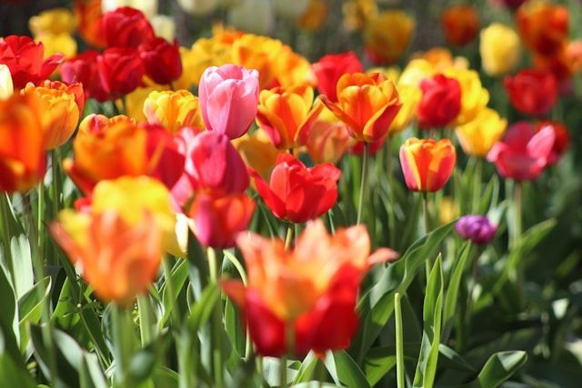 Colorful spring tulips symbolizing hope and remembrance for a celebration of life in El Cenizo, TX.