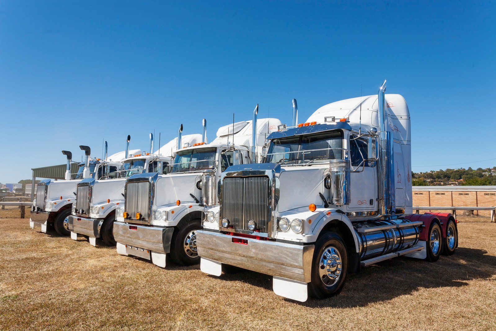 Lineup of shiny white semi-trucks parked on dry grass under a clear blue sky.