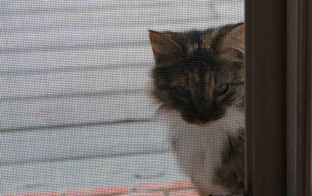 Cat outside the security screen door in Brisbane, QLD