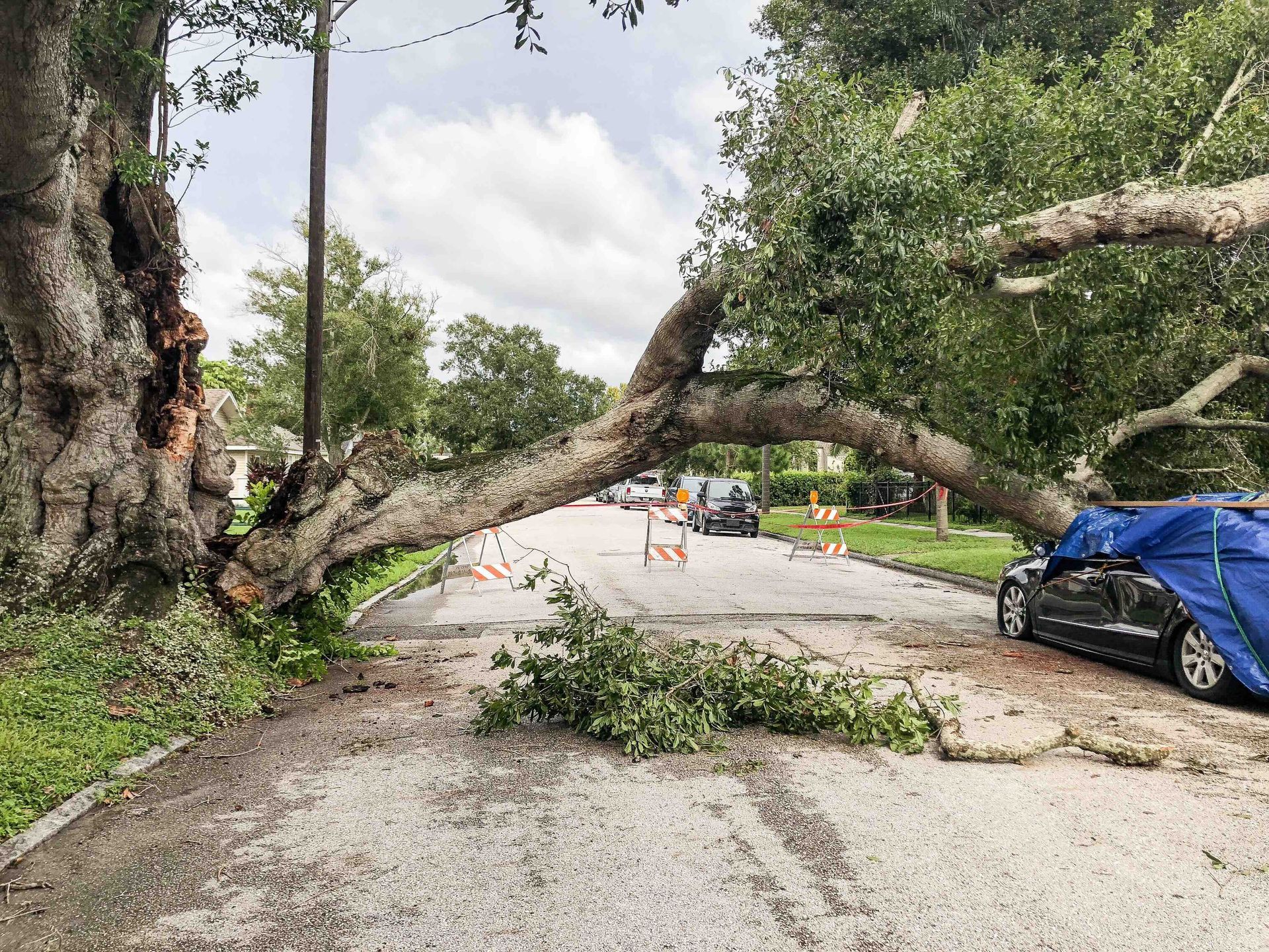 A photo of a large tree that fell over from a storm, clean up jobs are needed.