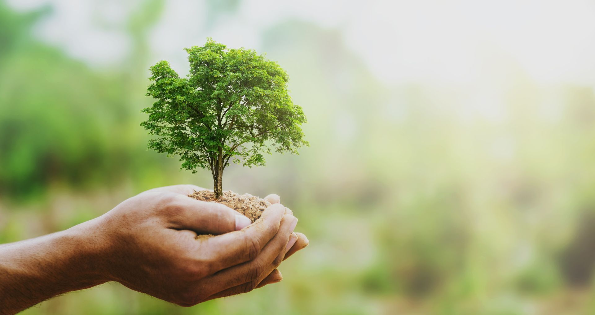 Hands holding a tree with green leaves