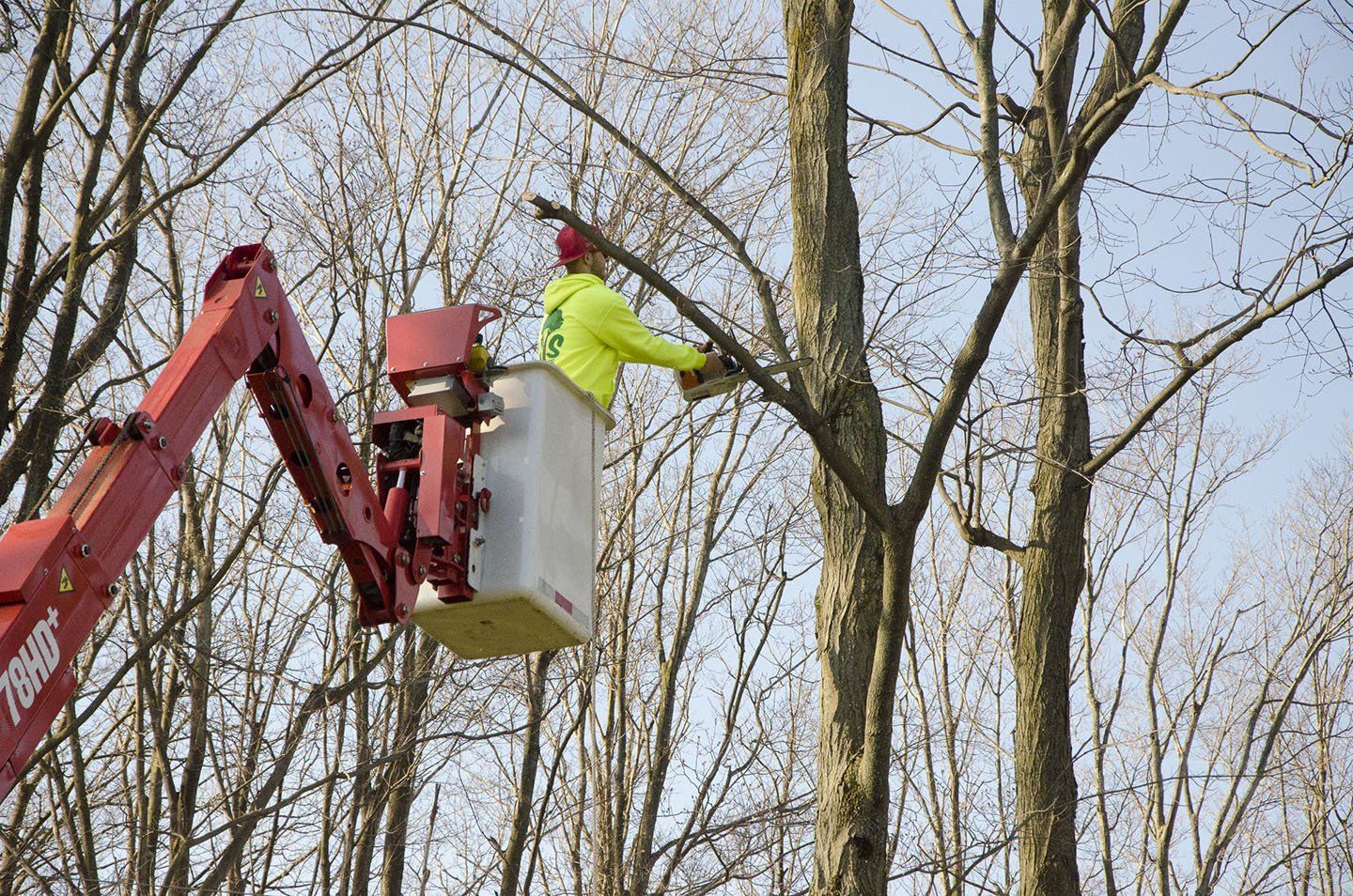 Tree Trimming in the Buffalo, NY Area